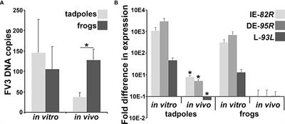 Amphibian (Xenopus laevis) Tadpoles and Adult Frogs Differ in Their Antiviral Responses to Intestinal Frog Virus 3 Infections